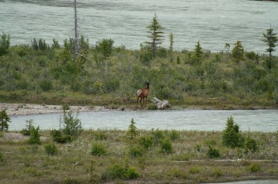 Elk by Athabasca River Northeast from Jasper