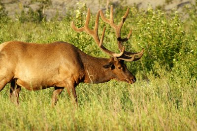 Bull elk Northeast from Jasper