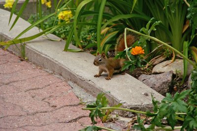 Golden Mantled Ground Squirrel #3