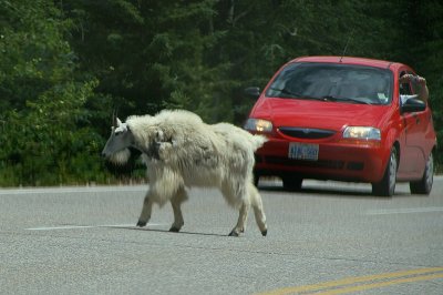 Mountain Goat on Icefields Parkway