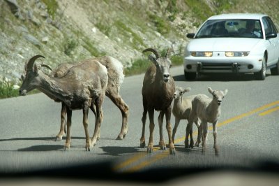 Big Horn Mountain Sheep along Maligne Road