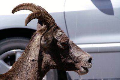 Closeup of Big Horn Mountain Sheep