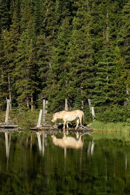 Horse stabled on Cavell Lake #2