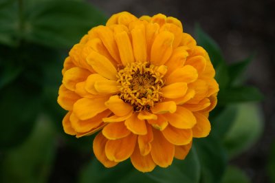 Gold Flower
