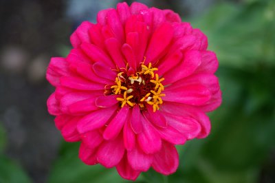 Deep Pink Flower