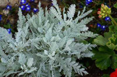 White ferns