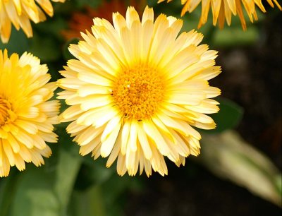 Yellow Daisy #1