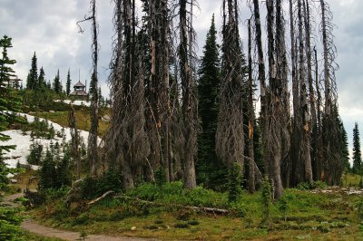 Trees and Observation Tower at Mt. Revelstoke