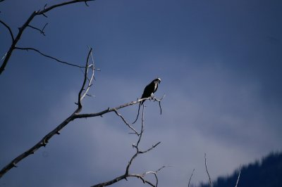 Osprey, Columbia River Wetlands Cruise