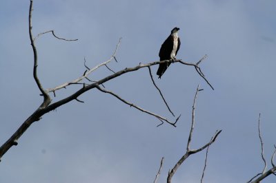 Osprey #3