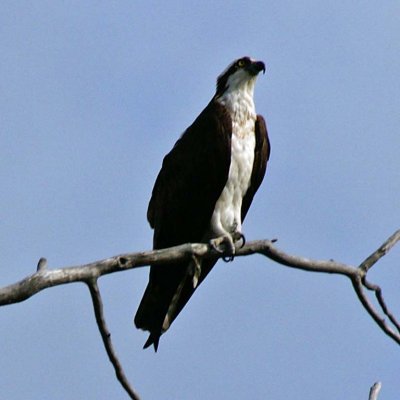 Closeup of Osprey