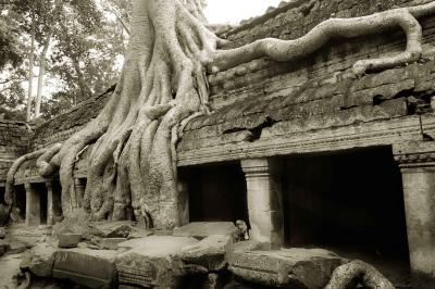 A great  Banyan ~ Angkor Thom