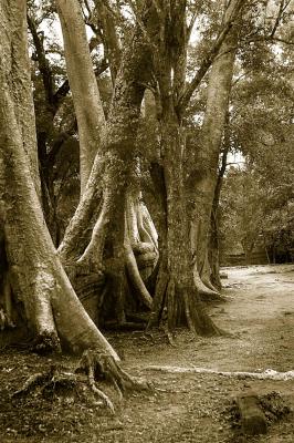 Tree line at Angkor.