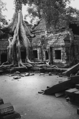 Angkor trees