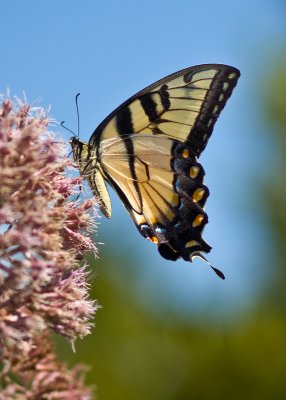 Eastern Neck National Wildlife Refuge - Butterfly Garden