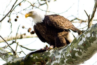 Conowingo-IMG_4603-20091213.jpg