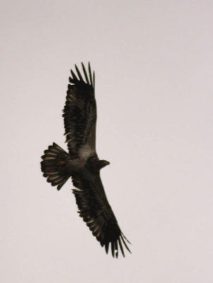 Immature Bald Eagle