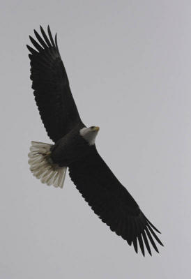 Mid-Atlantic Eagle Weekend at Conowingo, Maryland