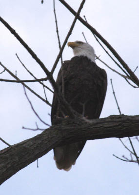 Bald Eagle