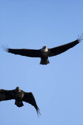 A little closer and I could 'goose' him....