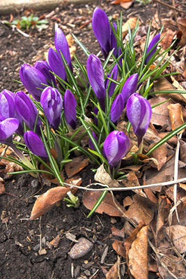 A Hint of Spring!!!
