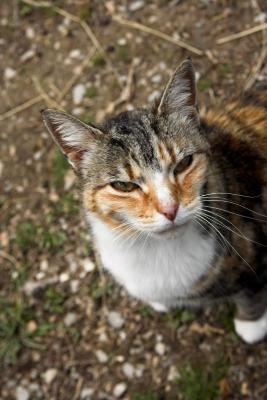 Kira the Cat