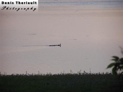 Duck with ducky on Tracadie River