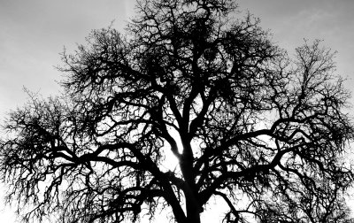 Oak_79.jpg