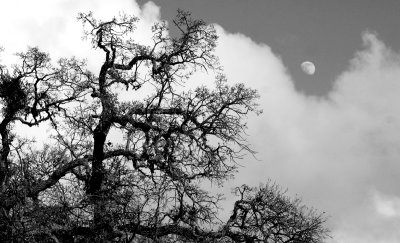 Oak_Moon_82.jpg