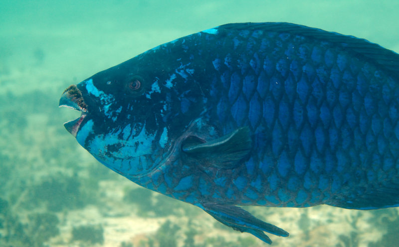 Midnight Parrotfish