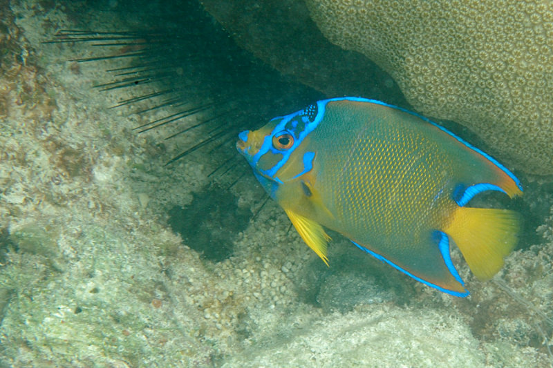 Intermediate Queen Angelfish