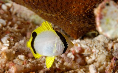 Juvenile Spotfin Butterflyfish