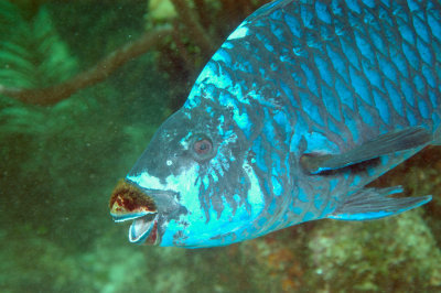 Midnight Parrotfish