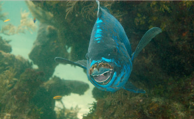 Midnight Parrotfish