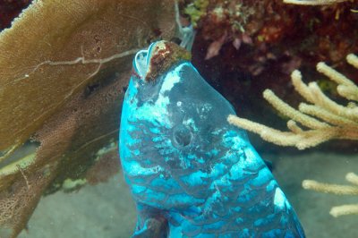 Midnight Parrotfish