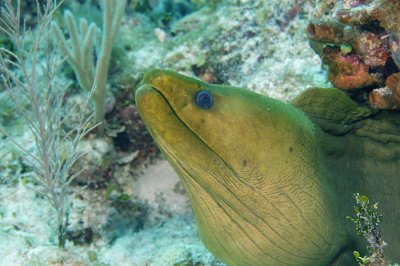 Green Moray