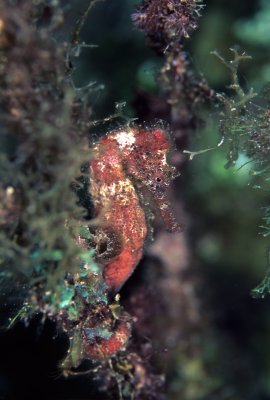 Longsnout Seahorse