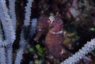 Longsnout Seahorse