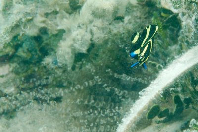 Juvenile French Angelfish