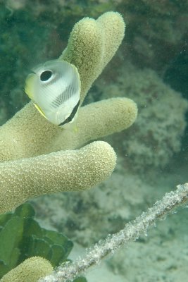 Juvenile Foureye Butterfly Fish