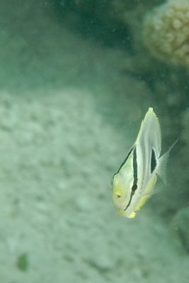 Juvenile Foureye Butterfly Fish