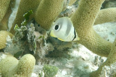 Juvenile Foureye Butterfly Fish