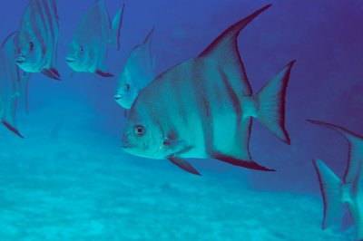 Atlantic Spadefish