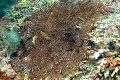 Branching Anemone