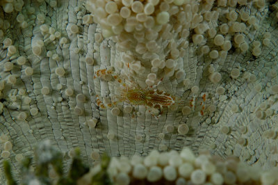 Elegant Anemone with Sun Anemone Shrimp