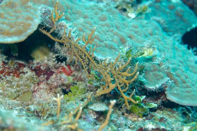 Fire Coral