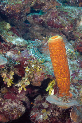 Tube Sponge