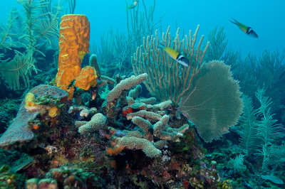 Tube Sponge with Fan Coral
