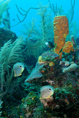 Tube Sponge With Butterfly Fish
