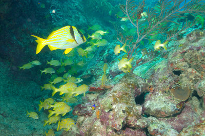 Porkfish with French Grunts